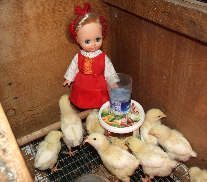 Цып-цып-цып, мои цыплятки, цып-цып-цып, мои утятки