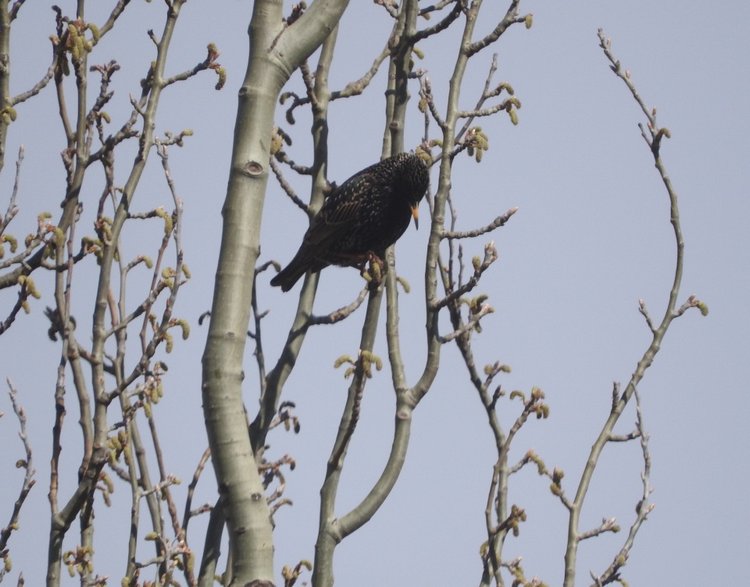 Сойки во дворе — Интересное и необычное: фотоподборки