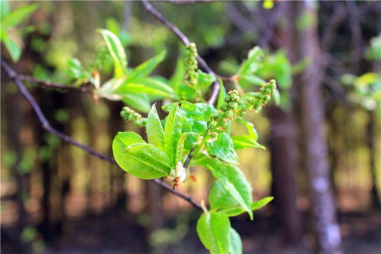 Савватьева Пустынь, Тверская область (фото 9)