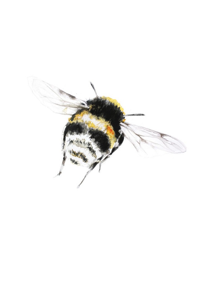 BrigitteMayArt - Иллюстрированная флора и фауна by Brigitte May