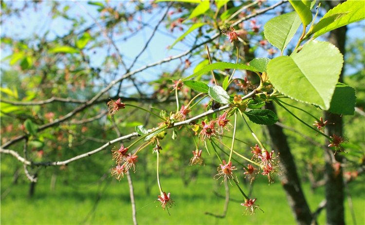 Из Чукавино в Старицу — Культура