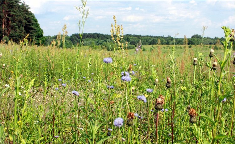 Путешествие Катрин. Katrin, Stoffpuppe Doll, Kathe Kruse