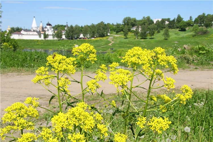 Сентябрьское путешествие в Старицу, третья часть (фото 7)
