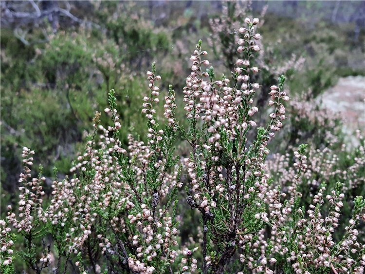 Сказка Оршинского Леса | Бэйбики Сказка Оршинского Леса — Куклы Meadow dolls (Медовушки): BJD (БЖД) (фото 10)