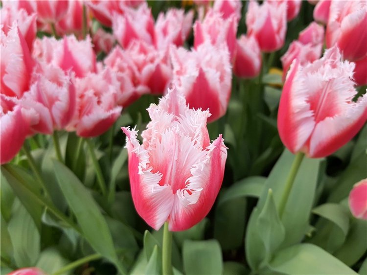 Выставка тюльпанов в Твери (фото 2)