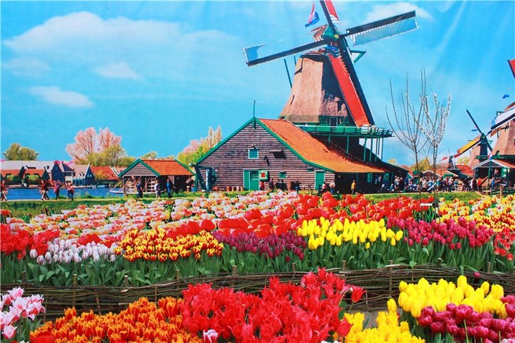 Выставка тюльпанов в Твери