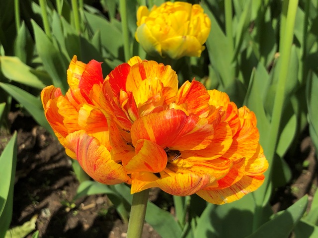 Тони Старк: приключения без брони. Был месяц май, половина вторая