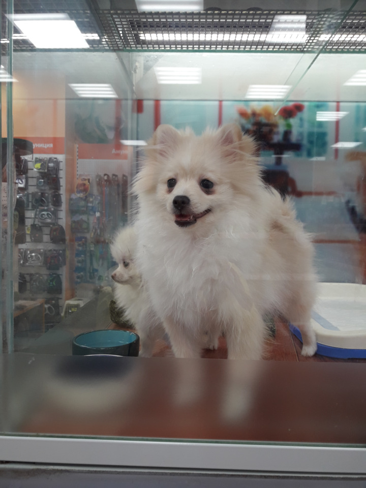 Moscow Fair Московская международная выставка кукол на Тишинке 13 - 15 апреля 2018. Мой фотообзор