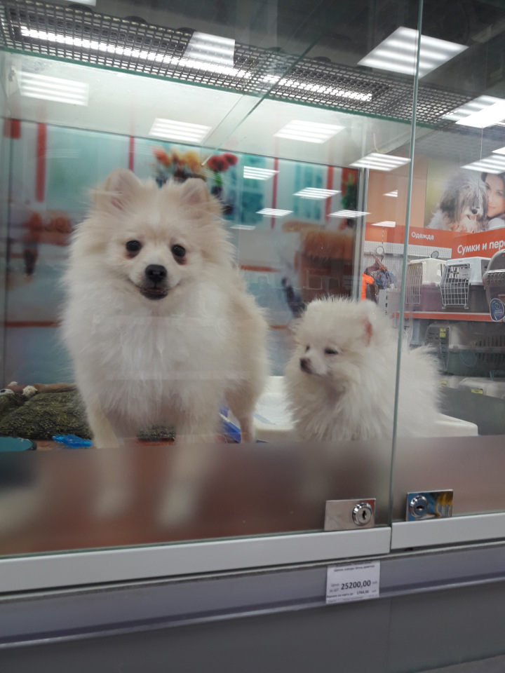 Moscow Fair Московская международная выставка кукол на Тишинке 13 - 15 апреля 2018. Мой фотообзор