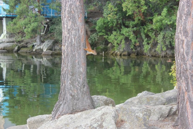 Базовичок обыкновенный. Дикий, но симпатичный | Бэйбики Базовичок обыкновенный. Дикий, но симпатичный (фото 4)