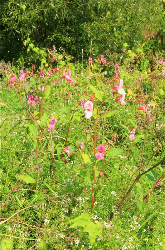 Старицкая Швейцария. Путешествие с Сашей, продолжение. Уникальная кукла от Сильвии Наттерер