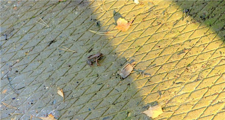 Нийя. Воспоминание об осени, Чукавино, Эко-Лэнд