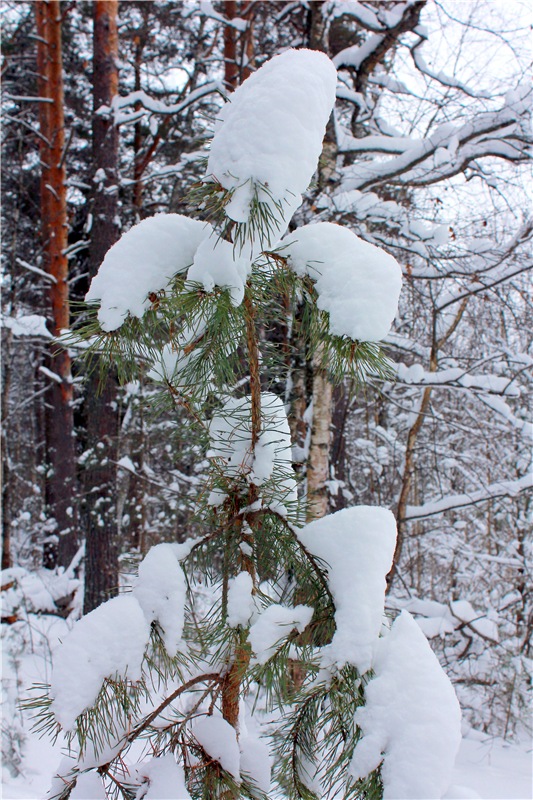 Рождественские гуляния, часть первая. Zwergnase Mischa (фото 3)
