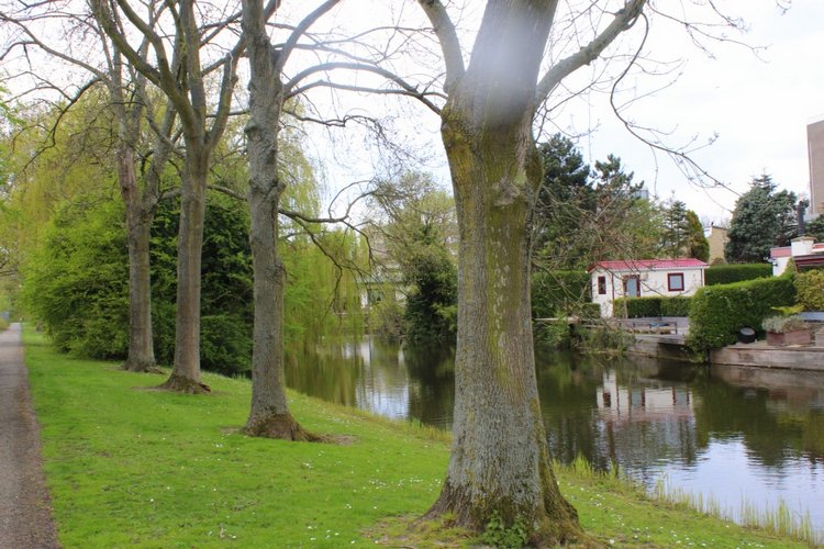 Цветущая Сакура. Прогулка по парку с Алисой. Весенние зарисовки