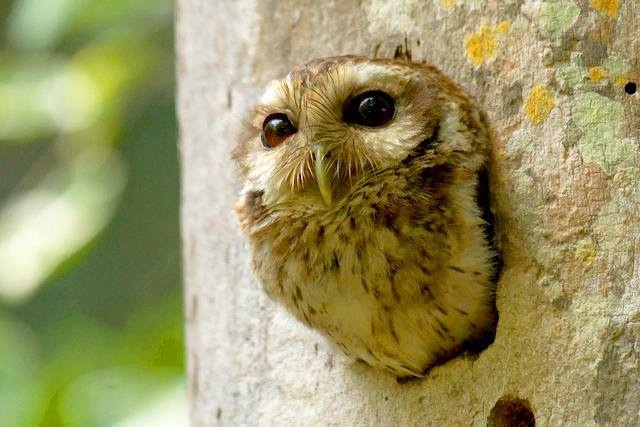 Любительские и профессиональные фотографии Сов (выпуск 2)