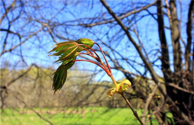 Путешествие Софи в Старицу, продолжение. Lati HoneyBee New Mystic Sophie