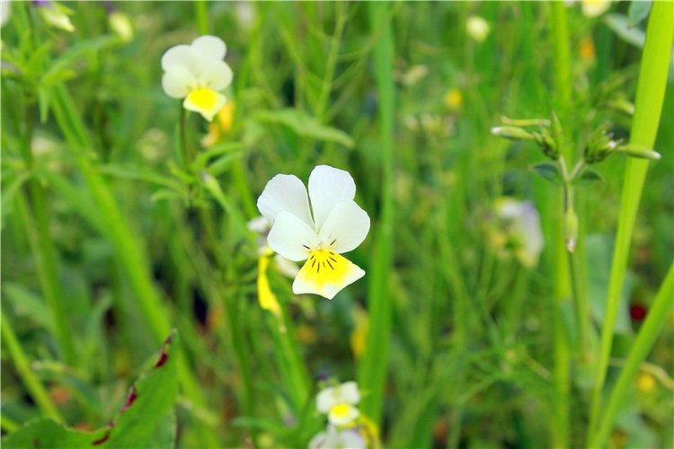 Солнечное поле. Twinkles Ella Chocolate