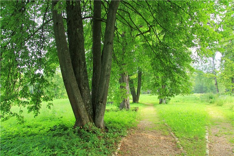 Путешествие Виолы в Усадьбу Знаменское-Раёк