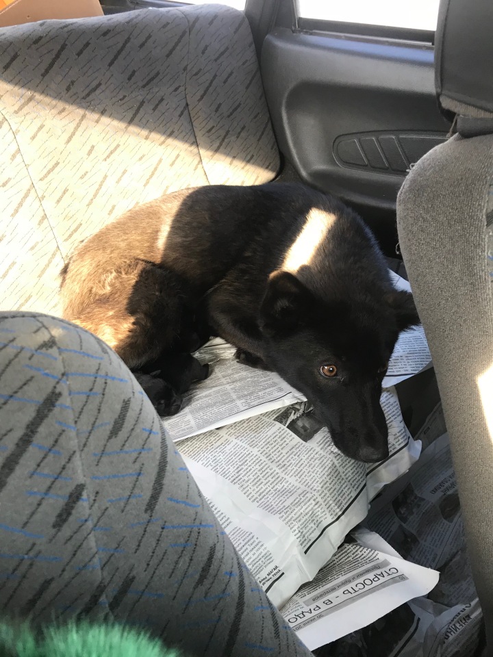 Нужна помощь собакам — Болталка и разговоры обо всем: жизнь (фото 6)