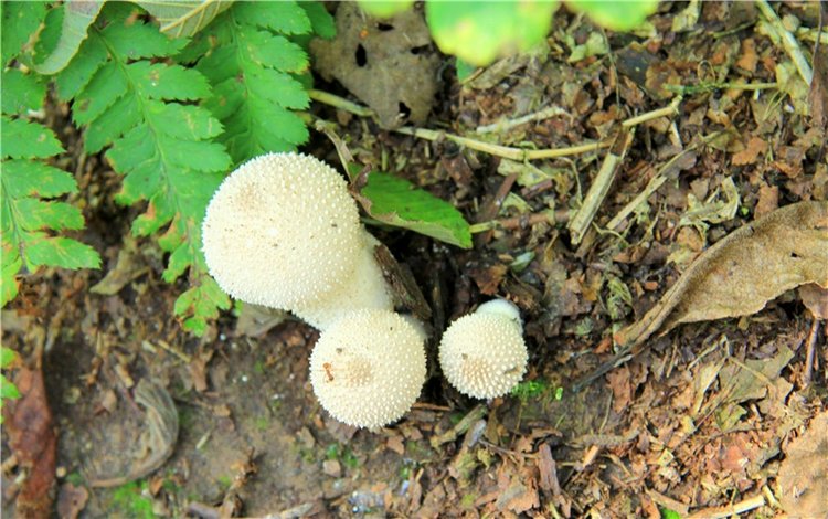 Старицкая Швейцария. Старицкие пещеры, д. Толпино, заключительная часть