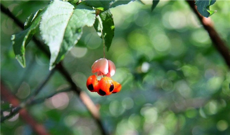 Августовская прогулка в Берново. Zwergnase Mischa