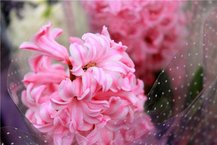 Тюльпановый Рай, продолжение. Выставка тюльпанов в Твери. Mini Layla elf Sunkissed skin от Kaye Wiggs