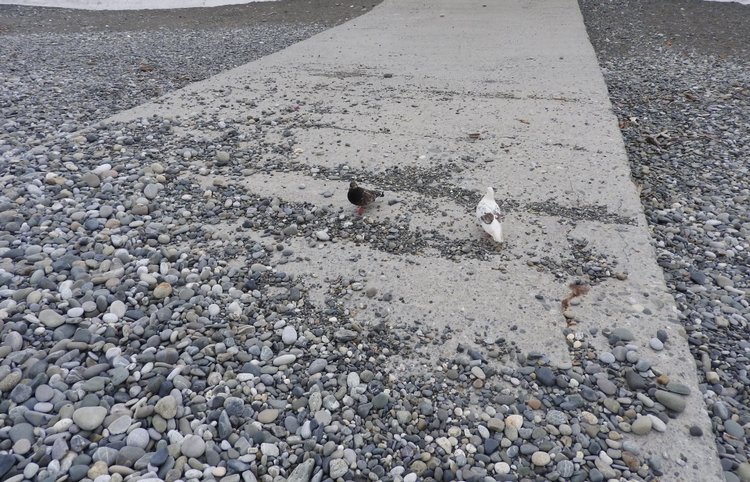 Сочи-Адлер: Южное Взморье - Красоты Черного Моря