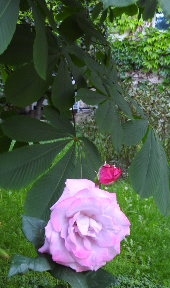 Сочи-Адлер: Южное Взморье - Мои любимые куколки на отдыхе