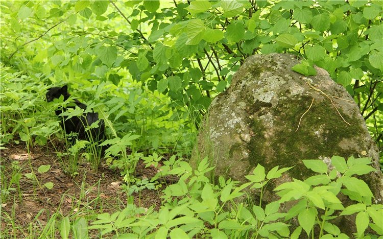 "Троицкие гуляния" в Василёво, 2017 год, продолжение. Архитектурно-этнографический музей под открытым небом "Василёво"