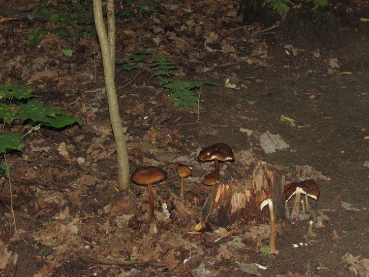 Веселое путешествие по Парку Измайлово - 2