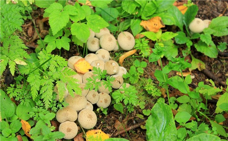 Подарок для Бенни | Бэйбики Подарок для Бенни — Куклы Iplehouse (Иплхаус): BJD (БЖД)