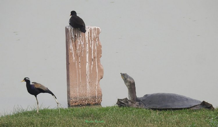 Любителям природы - профессиональные фотографии (выпуск 4)
