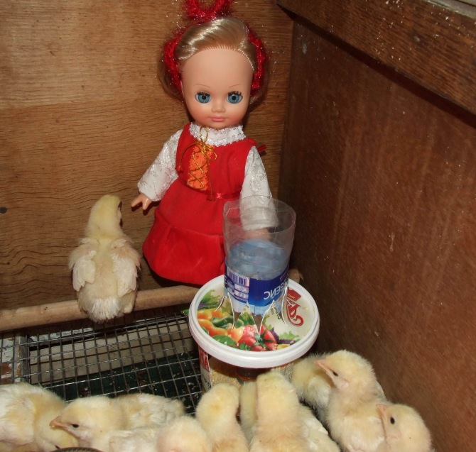 Цып-цып-цып, мои цыплятки, цып-цып-цып, мои утятки (фото 4)