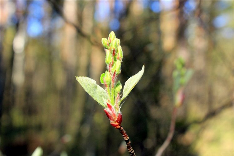 Долгая дорога к Волге. Custom Blythe Doll UFO Go Go Takara