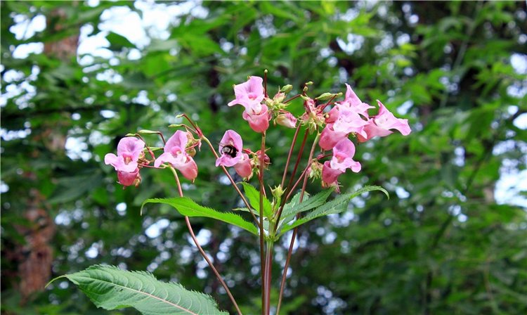 Июльское путешествие в Старицу, продолжение