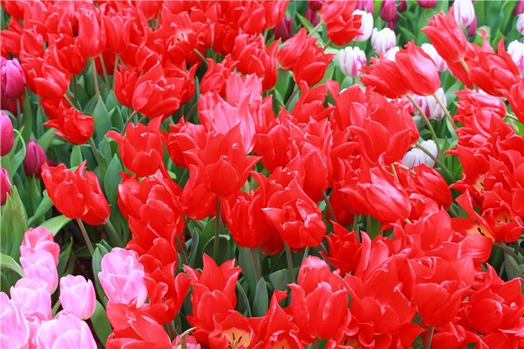 Выставка тюльпанов в Твери