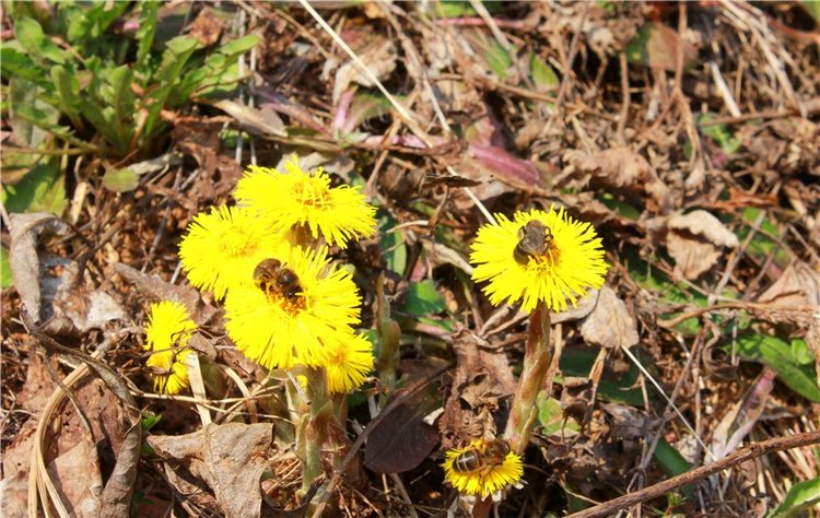 Имани и Водопад — Куклы Kaye Wiggs (Кайе Виггс): авторские BJD (БЖД) (фото 10)