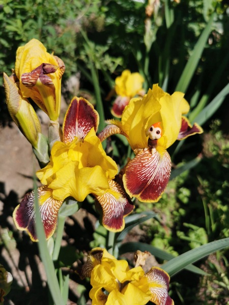 Лягушка Ванда и все-все-все