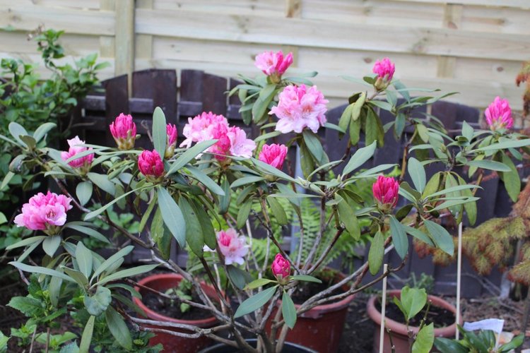 Sonja гуляет в саду. Коллекционная кукла от Helen Kish (фото 2)