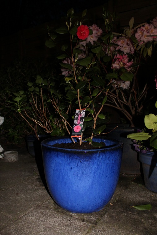 Вечерний сад. Розочка в пижамке