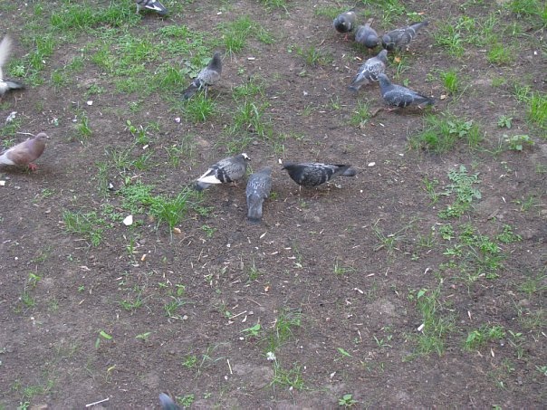 1 апреля — Международный день птиц