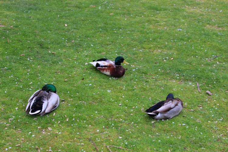 Цветущая Сакура. Прогулка по парку с Алисой. Весенние зарисовки