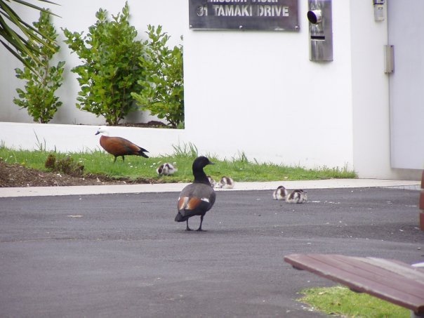 Увлекательное путешествие по Новой Зеландии