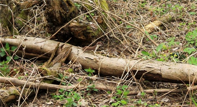 Заблудилась. Georgia от Berdine Creedy