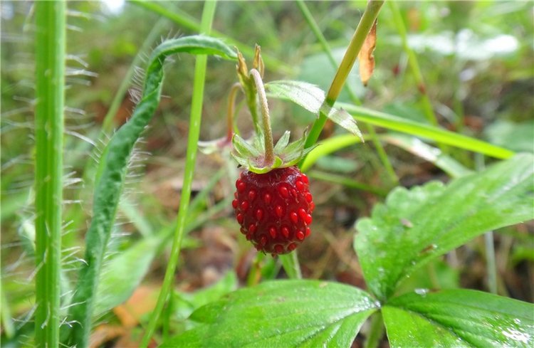 Прогулка Бенни на Волге. Benny Iplehouse Doll J.I.D (фото 9)