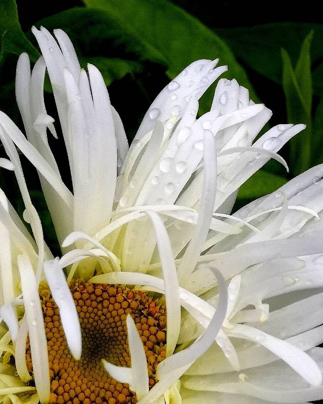 В продолжении лета — Куклы Fairyland (ФэйриЛэнд): BJD (БЖД) (фото 7)