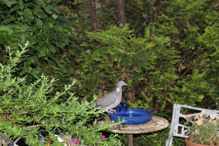 Две сестрички, две Лилит — Куклы Annette Himstedt (Аннетт Химстедт): коллекционные