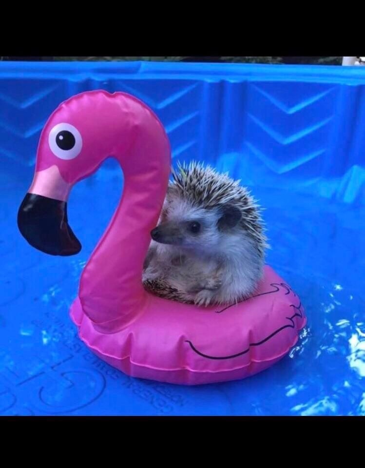 Любительские фотографии Ежей (выпуск 1) | Бэйбики Любительские фотографии Ежей (выпуск 1)