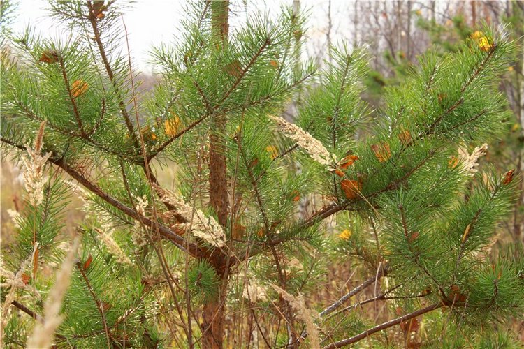 Гришутка — Винтажные куклы ГДР (Немки): Бигги