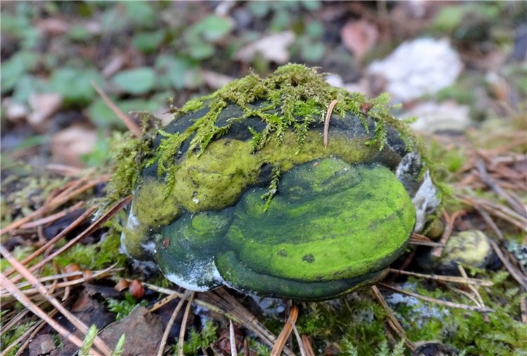 23 февраля - расцвели синие подснежники